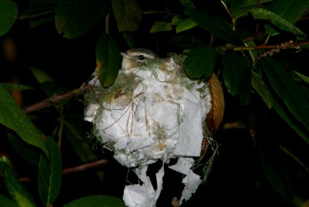 VIREO, WARBLING (5-29-09) on nest, cerro alto -01