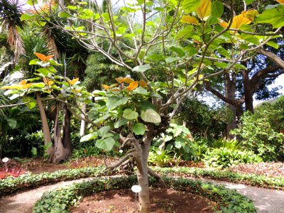 Ficus auriculata Lour. Moraceae.