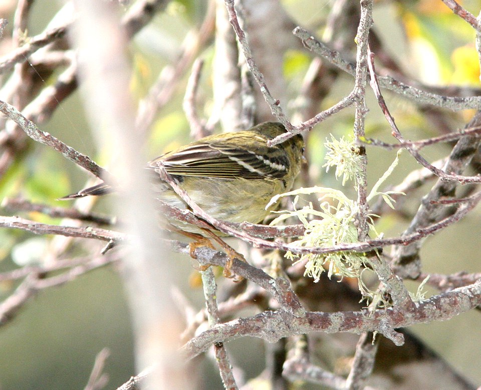 WARBLER, BLACKPOLE (10-27-08) oceano, slo co, ca -2
