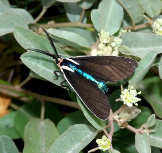 CALIFORNIA CTENUCHA (ctenucha multiforia) (7-31-07) m b est -2