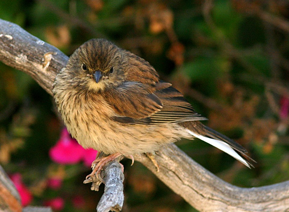 JUNCO, GRAY-HEADED (5-25-07) juv, canet rd, morro bay, slo co, ca