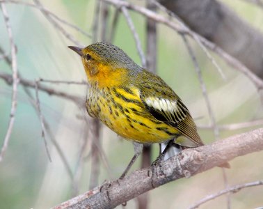WARBLER, CAPE MAY (9-24-11) pena blanca lake, scc, az -09