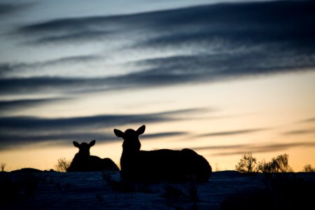 Cow elk at sunrise