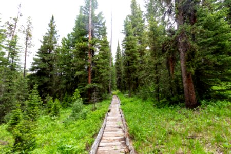 Bog footbridge along the Coyote Creek Trail in the Absaroka Beartooth WIlderness