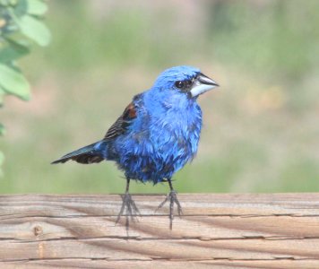 GROSBEAK, BLUE (8-10-10) yard, west of patagonia, scc, az -03