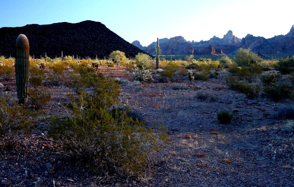 KOFA GAME RANGE, Palm Cyn Road (3-7-14) kofa game range, la paz co, az (27) photo