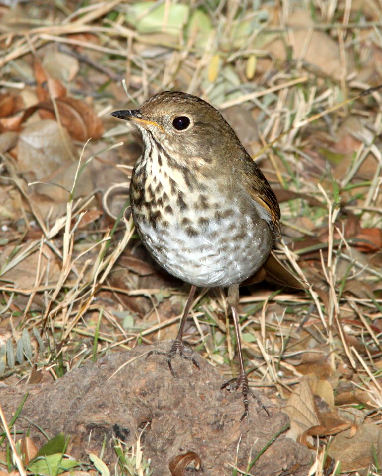 THRUSH, HERMIT (1-7-12) patagonia lake east end, scc, az -04