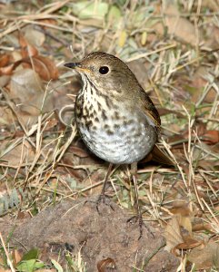 THRUSH, HERMIT (1-7-12) patagonia lake east end, scc, az -04