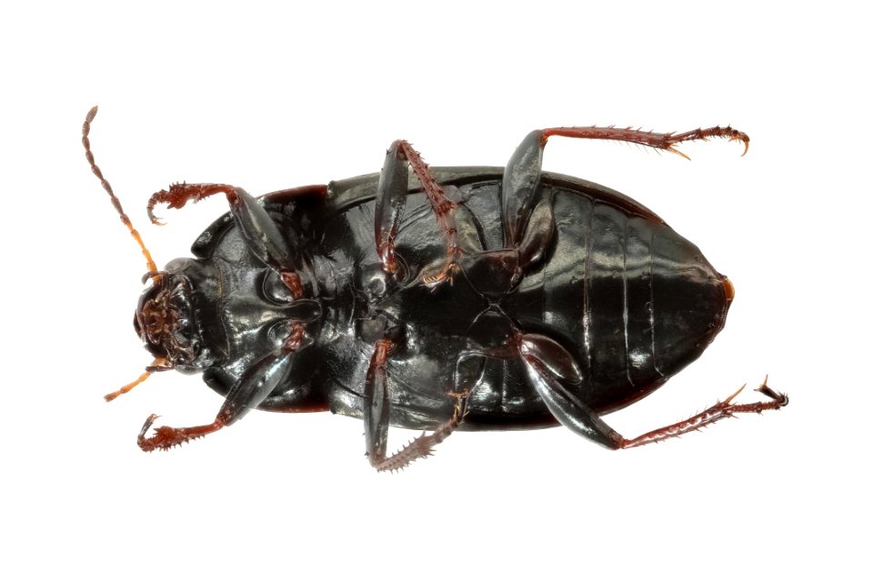 Amara littoralis (bottom view)