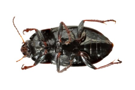 Amara littoralis (bottom view)