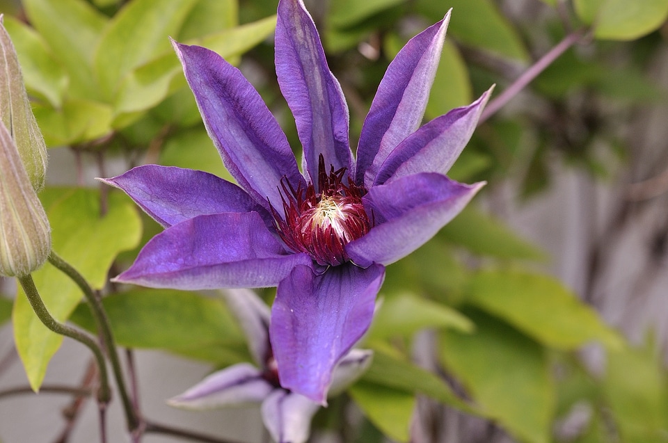 Flower plant violet photo
