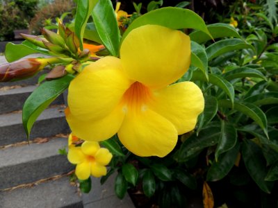 Allamanda cathartica L. Apocynaceae.
