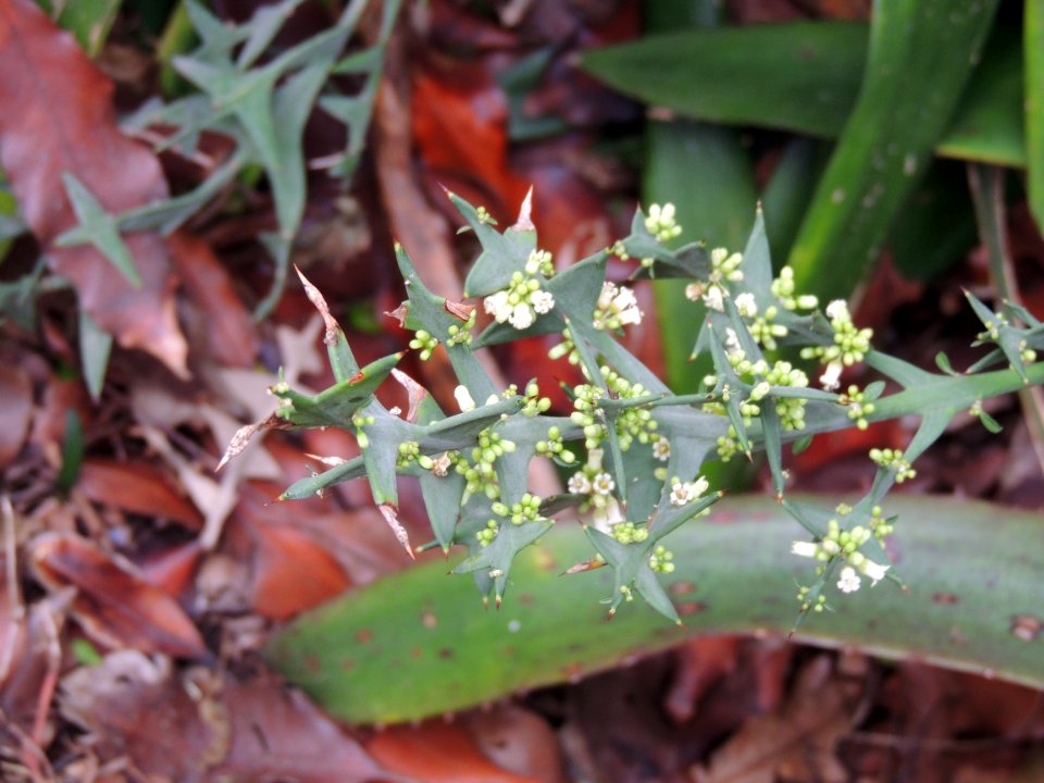 Colletia paradoxa (Spreng.) Escal. Rhamnaceae.