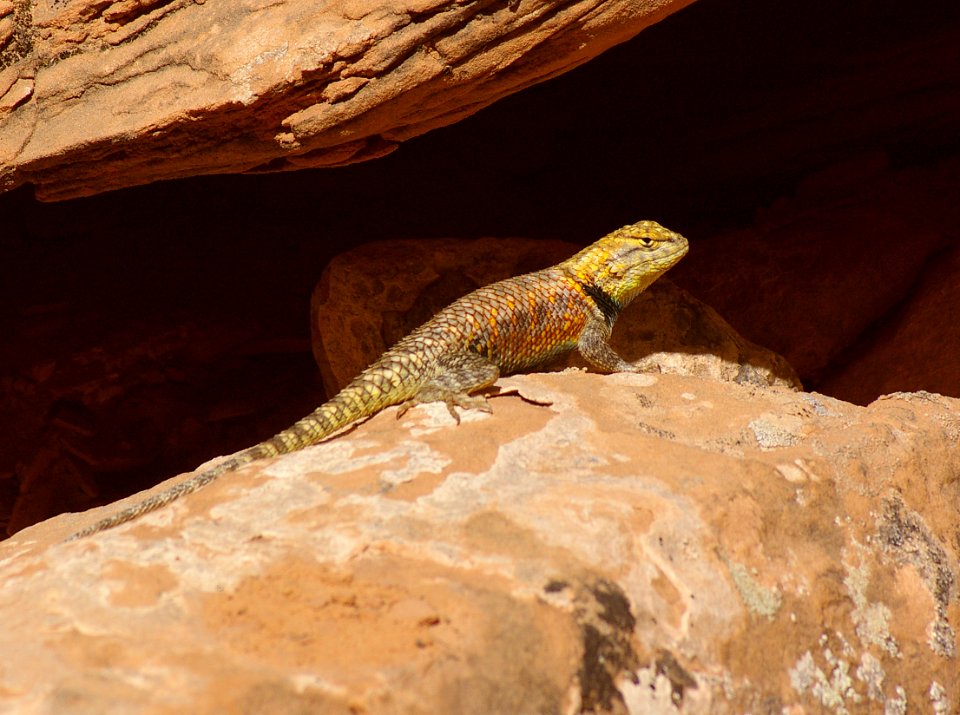 LIZARD, DESERT SPINY (5-5-08) ticaboo cyn, ut -01