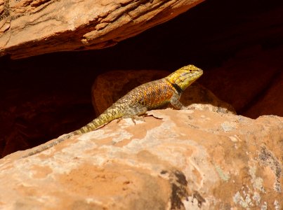 LIZARD, DESERT SPINY (5-5-08) ticaboo cyn, ut -01