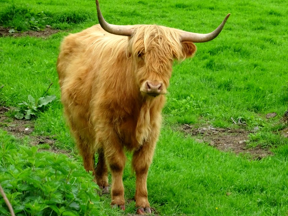 Highland Cattle