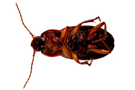 Calathus ingratus (bottom view)