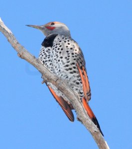 FLICKER, NORTHERN (10-28-10) male, kino springs, scc, az -05b