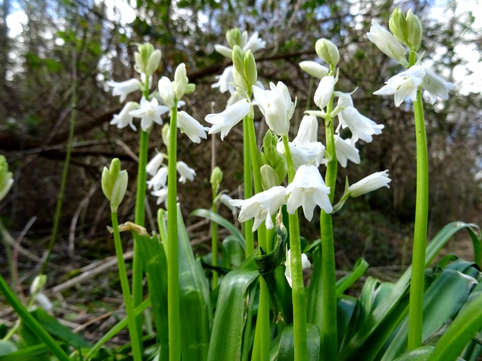 WHITE BLUEBELLS