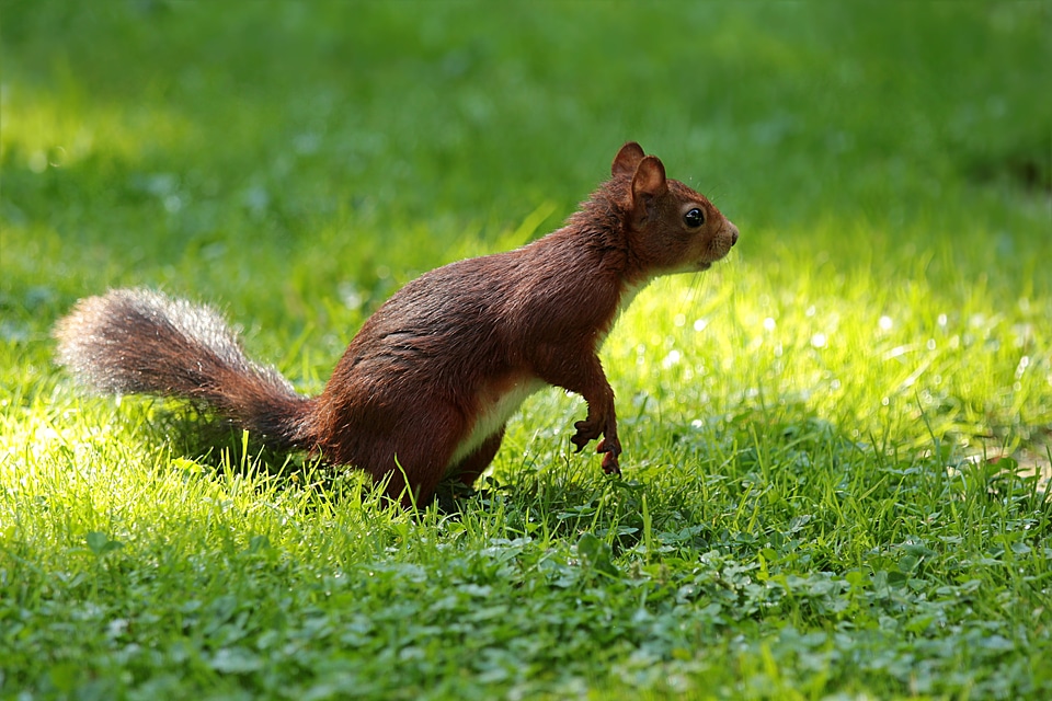 Sciurus foraging garden