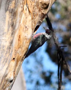 WOODPECKER, LEWIS'S (1-23-12) immature, tubac bridge, scc, az -03a