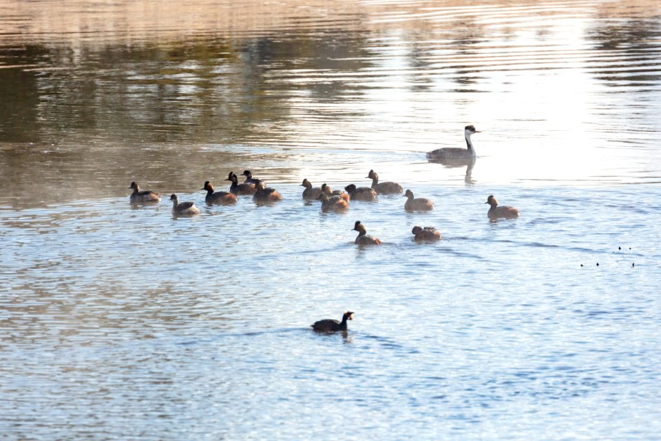 Eared and Western Grebes on the Yellowstone River