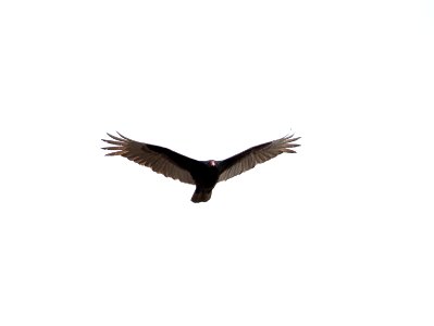 Turkey Vulture in the Lower Geyser Basin