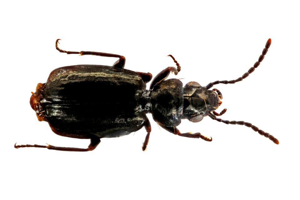 Microlestes linearis (top view)