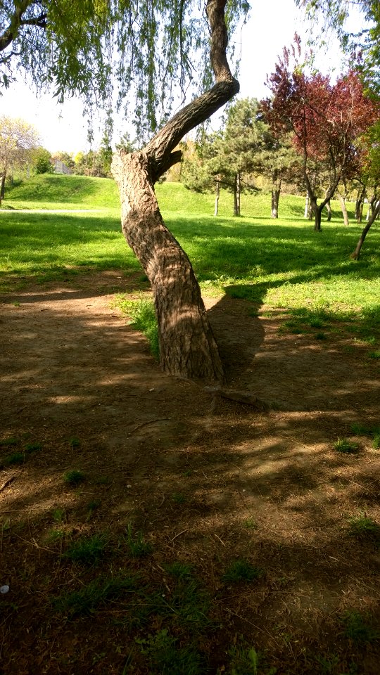 Copac stramb!