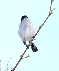 703 - BLACK-TAILED GNATCATCHER (3-2-14) bill williams nwr, near parker dam,  (4)