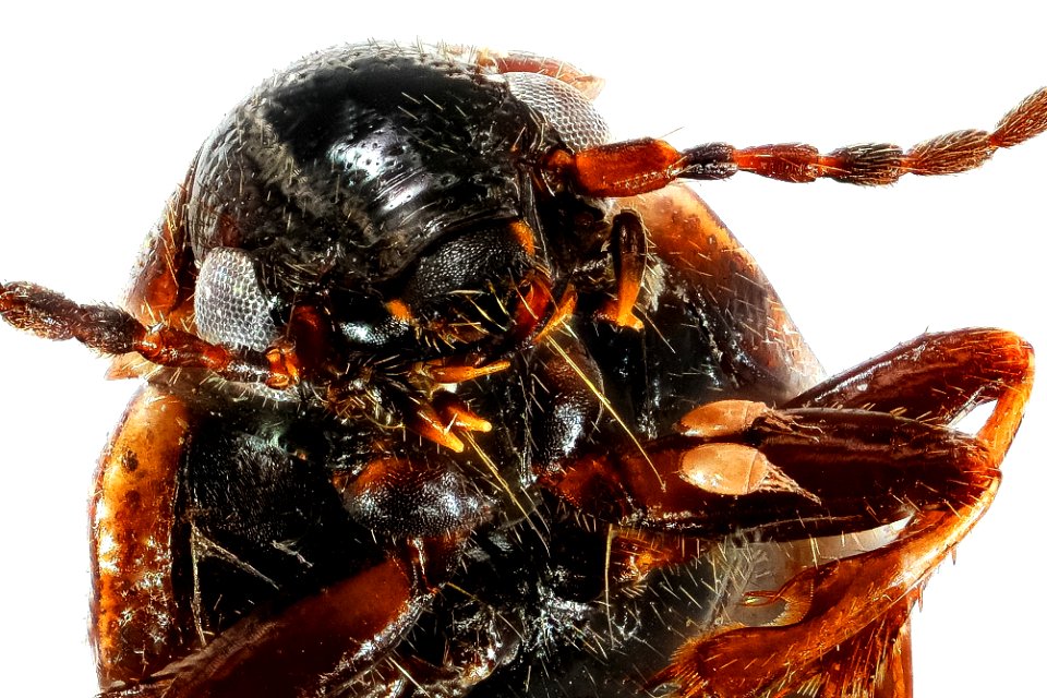 Dicheirotrichus cognatus with mites
