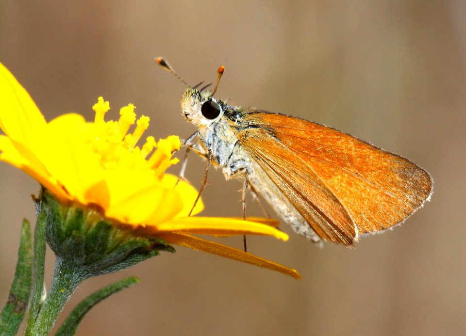 TROPICAL LEAST SKIPPER (Ancyloxypha arene) (10-15-12) pena blanca lake, scc, az -04