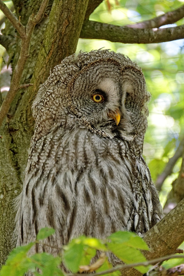 Hunter wild bird of prey