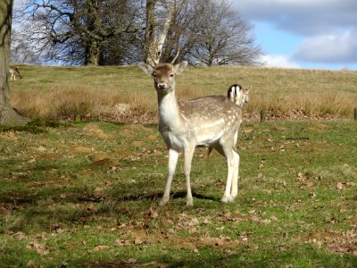 Triumph The Stag