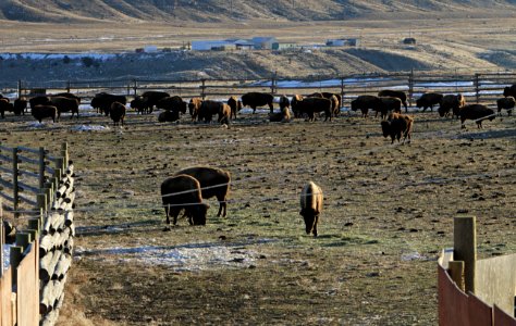 1 of 35 Bison held in Stephens Creek pens prior to an early morning gather 2990 photo