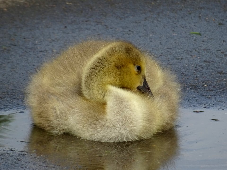 Canada  Geese Goslings in a puddle.
