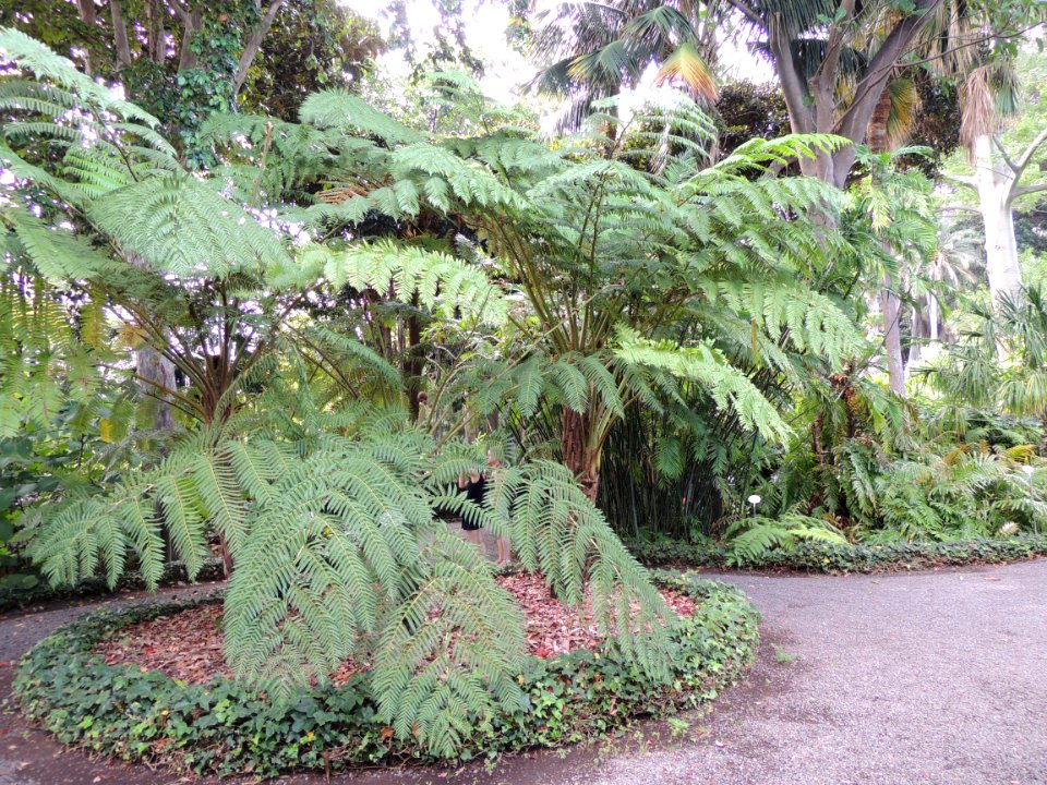 Cyathea cooperi (F. Muell.) Domin. Cyatheaceae. "Australian tree fern."