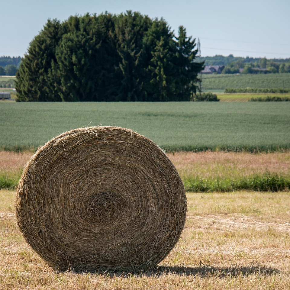 Harvest round bales winter feed