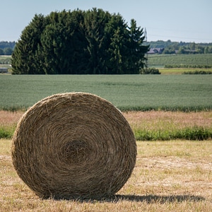 Harvest round bales winter feed