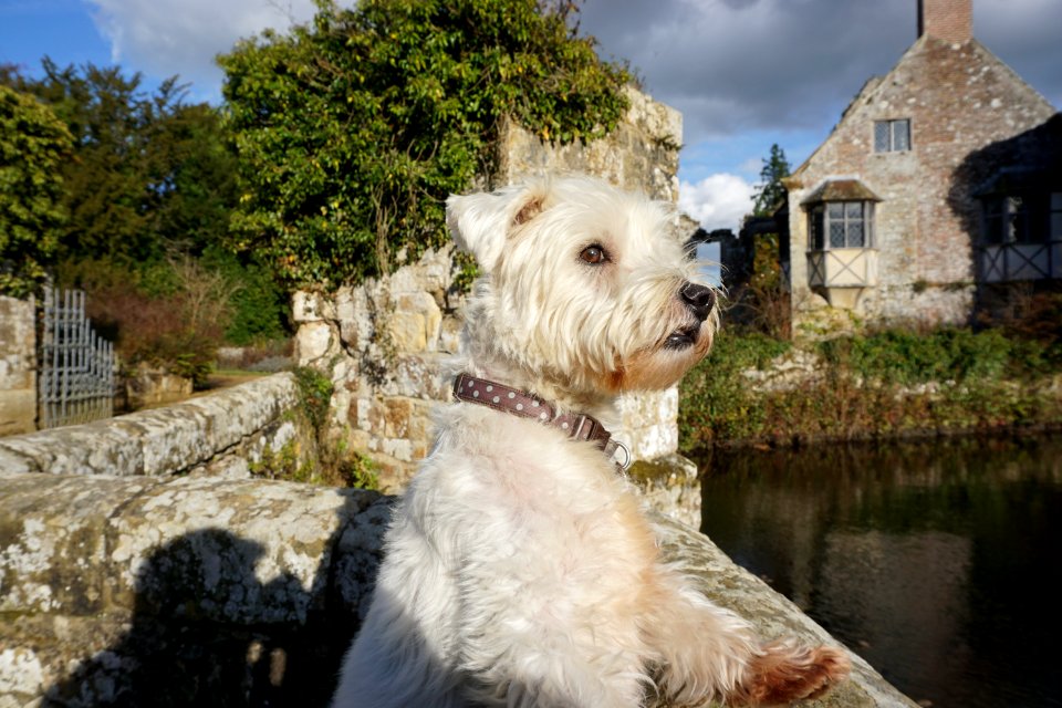 The Dog at Scotney Castle