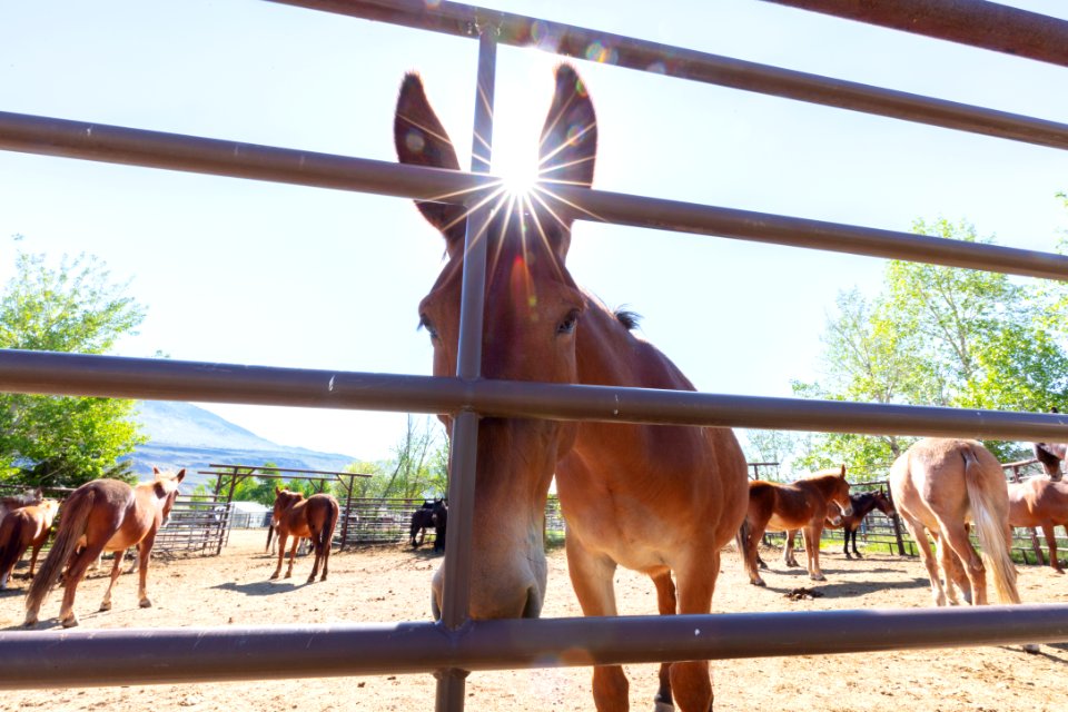 Stock getting ready for the summer at Stephens Creek Corral