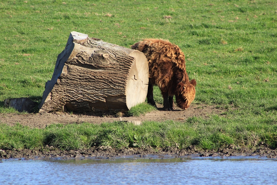 Nature livestock landscape