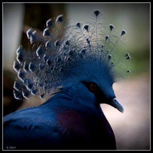 OISEAU