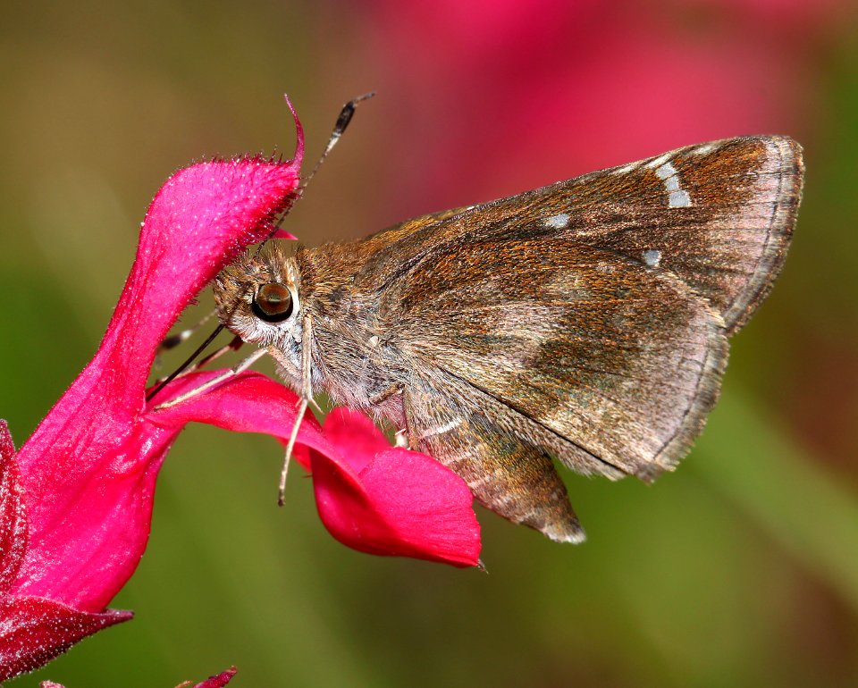 SKIPPER, CLOUDED (Lerema accius) (10-13-12) sante fe ranch, n-e of nogales, scc, az -02