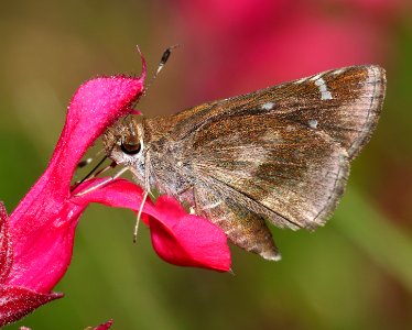 SKIPPER, CLOUDED (Lerema accius) (10-13-12) sante fe ranch, n-e of nogales, scc, az -02