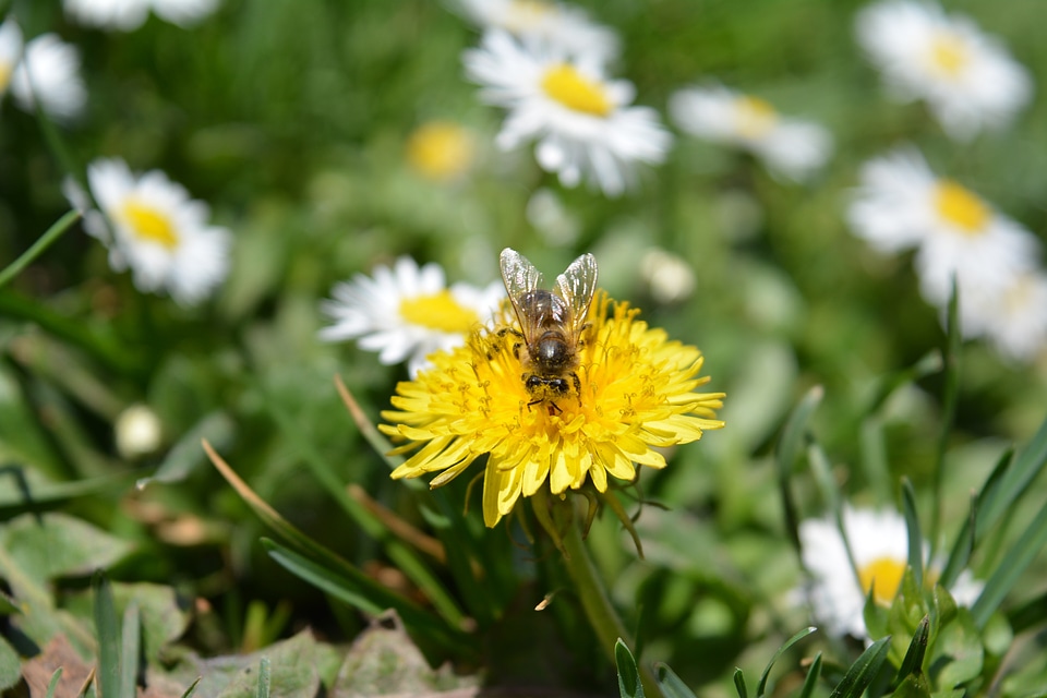 Blossom bee pollen
