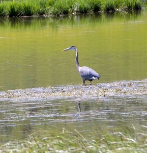 Great blue heron fishing on the Yellowstone River