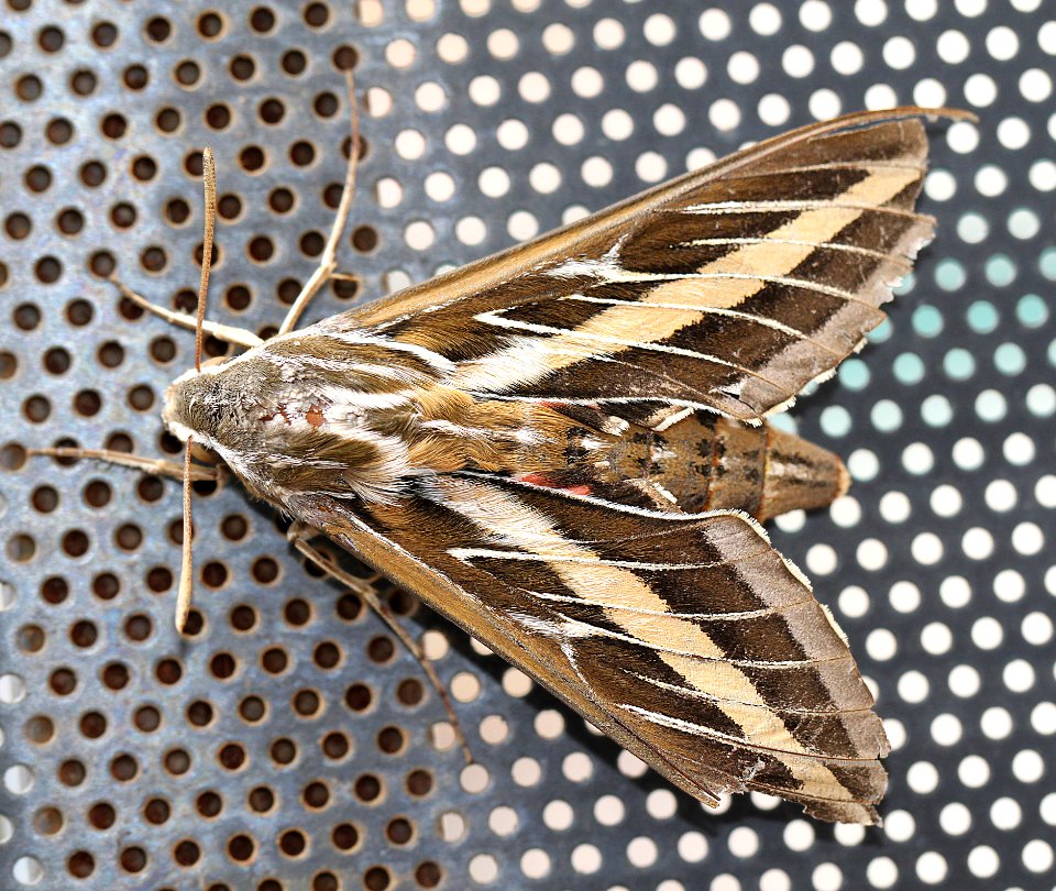 MOTH, WHITE-LINED SPHINX (Hyles lineata) (7-16-12) 78 circulo montana, patagonia lake ranch estates, scc, az -01