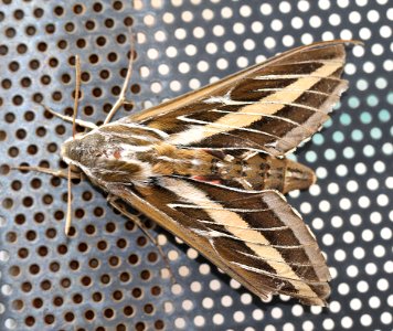 MOTH, WHITE-LINED SPHINX (Hyles lineata) (7-16-12) 78 circulo montana, patagonia lake ranch estates, scc, az -01