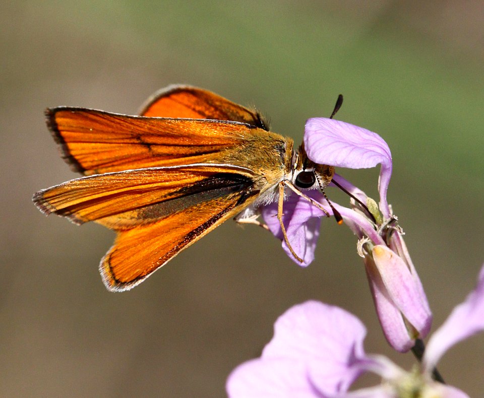 SKIPPERLING, ORANGE (Copaeodes aurantica) (7-23-12) 2.0 mile road cut, patagonia-san rafael road, patagonia mts, scc, az -03
